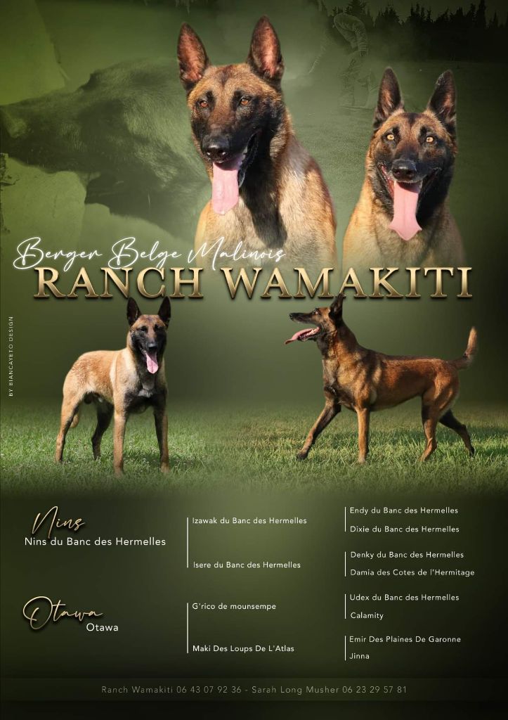 chiot Berger Belge Du Ranch Wamakiti