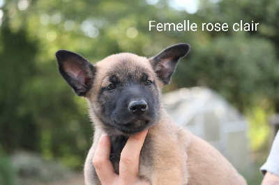 Femelle rose 