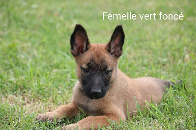 Femelle verte foncé 