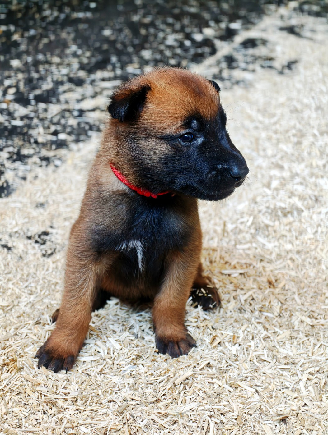 Du Ranch Wamakiti - Chiots disponibles - Berger Belge