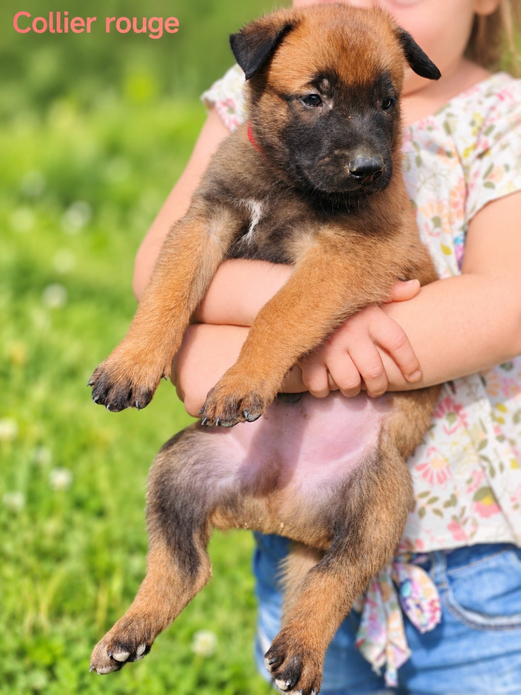 Du Ranch Wamakiti - Chiots disponibles - Berger Belge