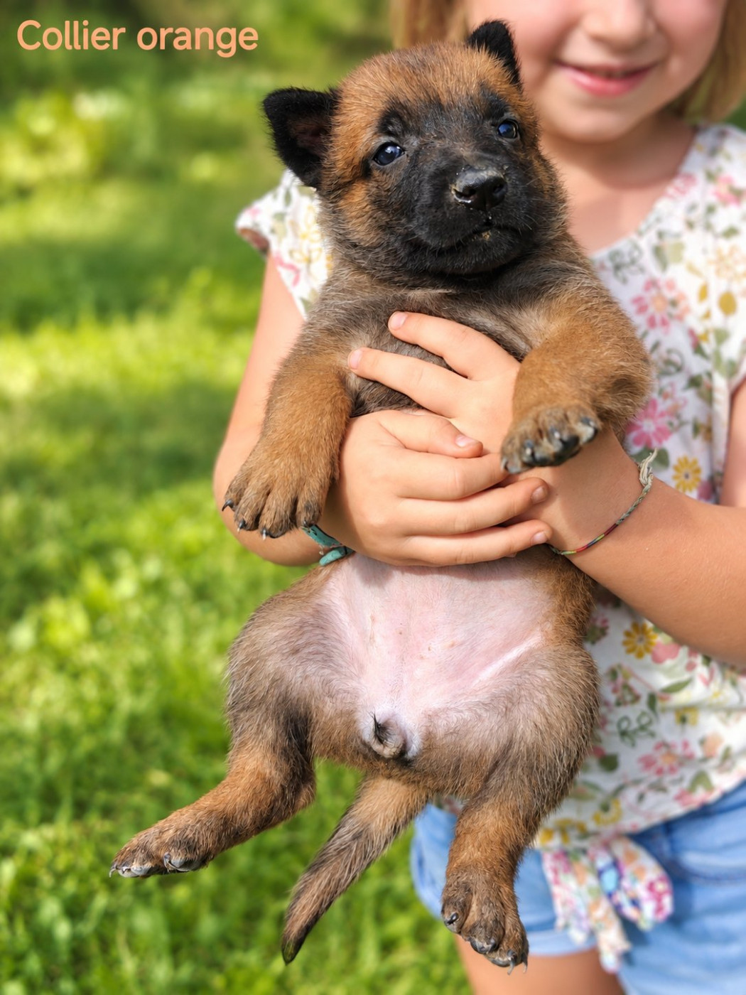 Du Ranch Wamakiti - Chiots disponibles - Berger Belge