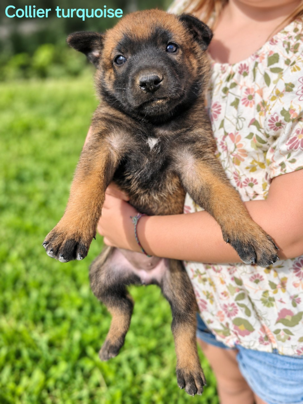 Du Ranch Wamakiti - Chiots disponibles - Berger Belge