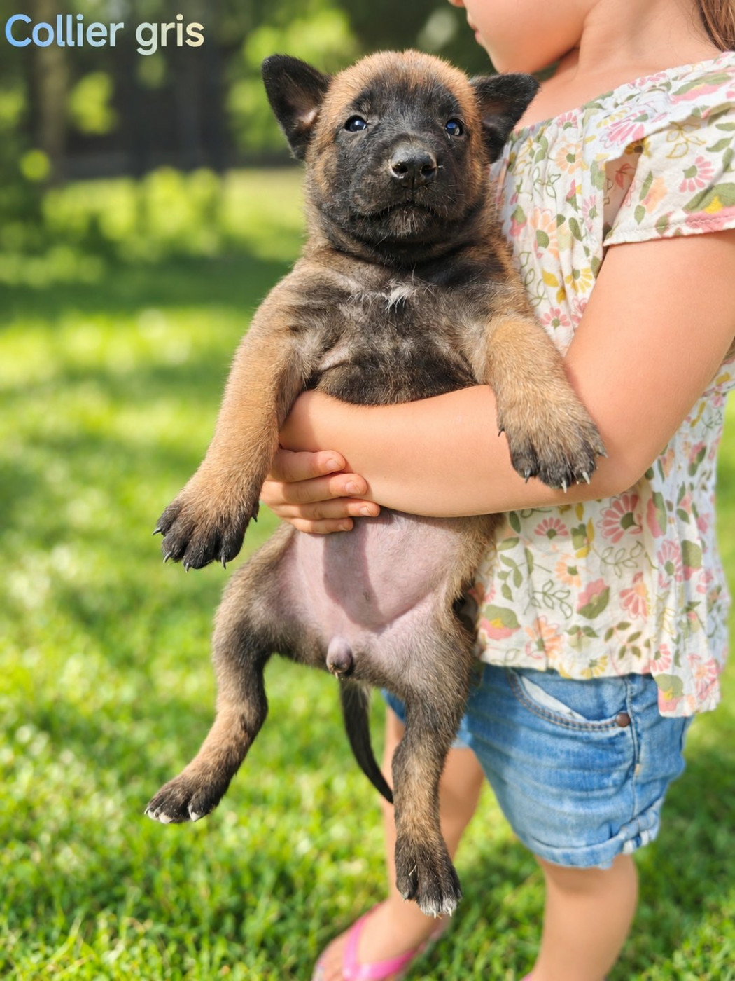 Du Ranch Wamakiti - Chiots disponibles - Berger Belge