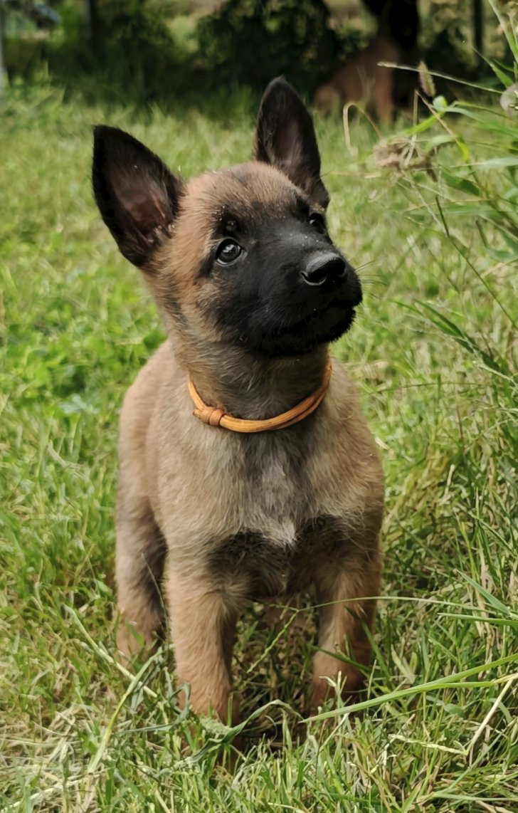 Du Ranch Wamakiti - Chiots disponibles - Berger Belge