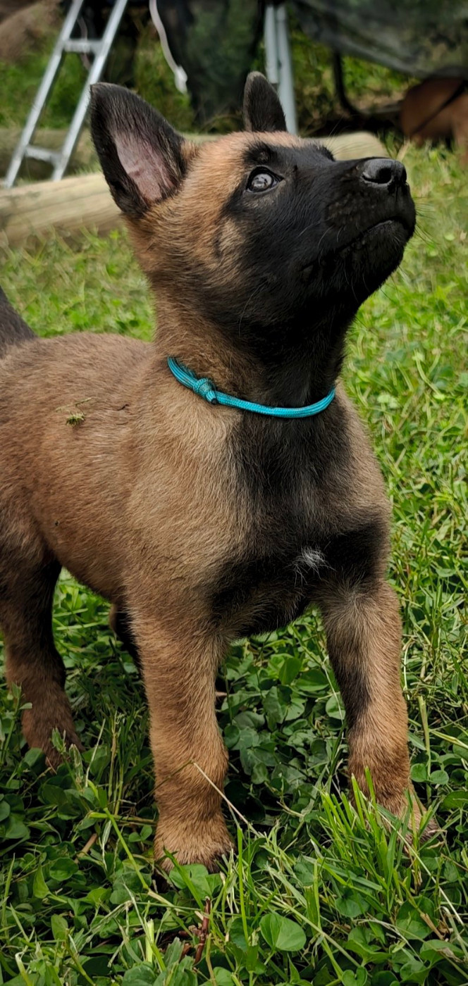 Du Ranch Wamakiti - Chiots disponibles - Berger Belge