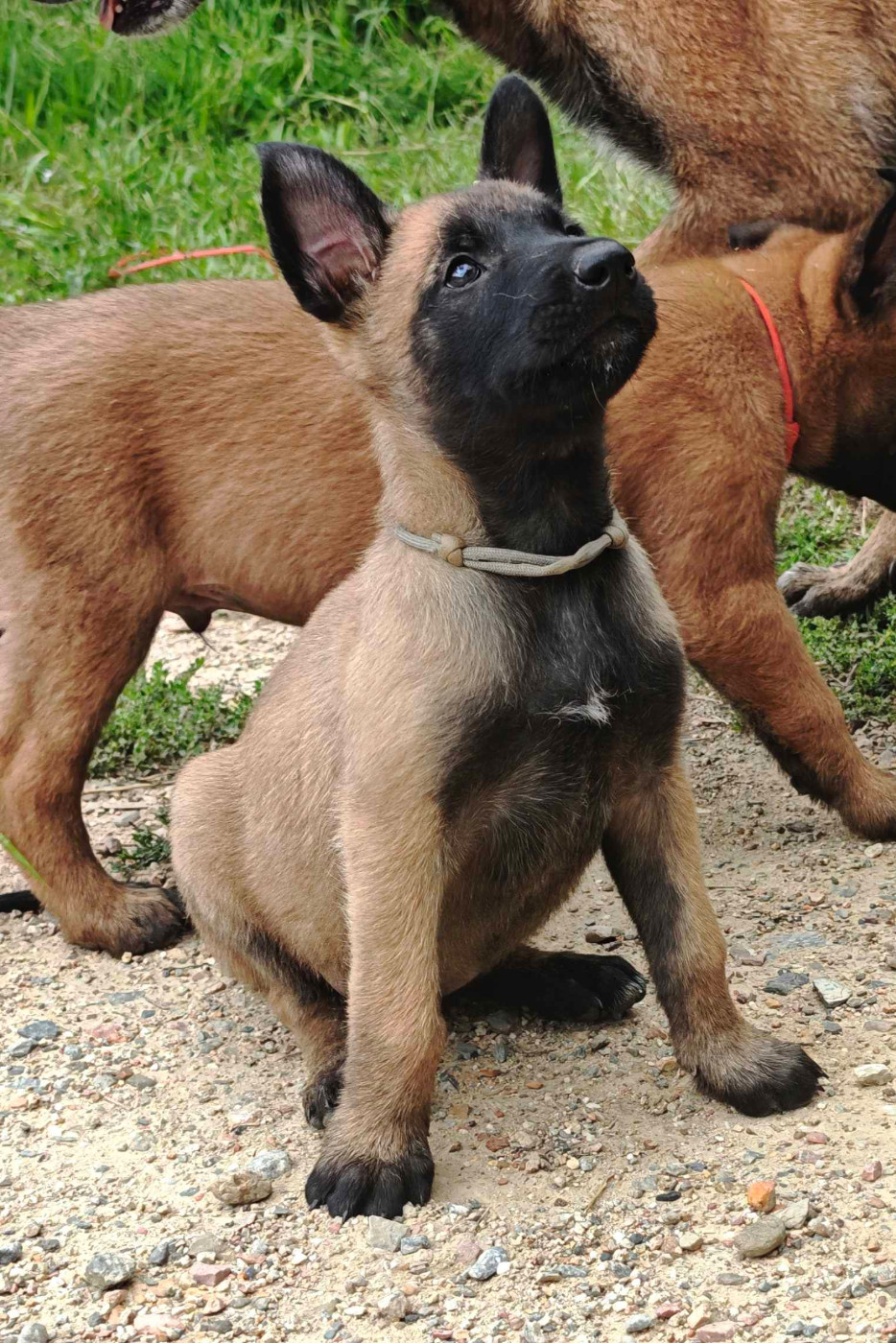 Du Ranch Wamakiti - Chiots disponibles - Berger Belge