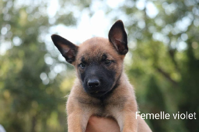 Femelle violette