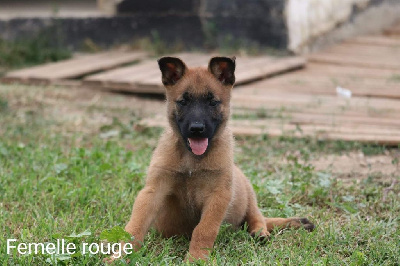 Femelle rouge 