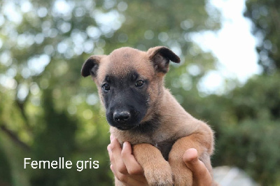 Femelle grise 